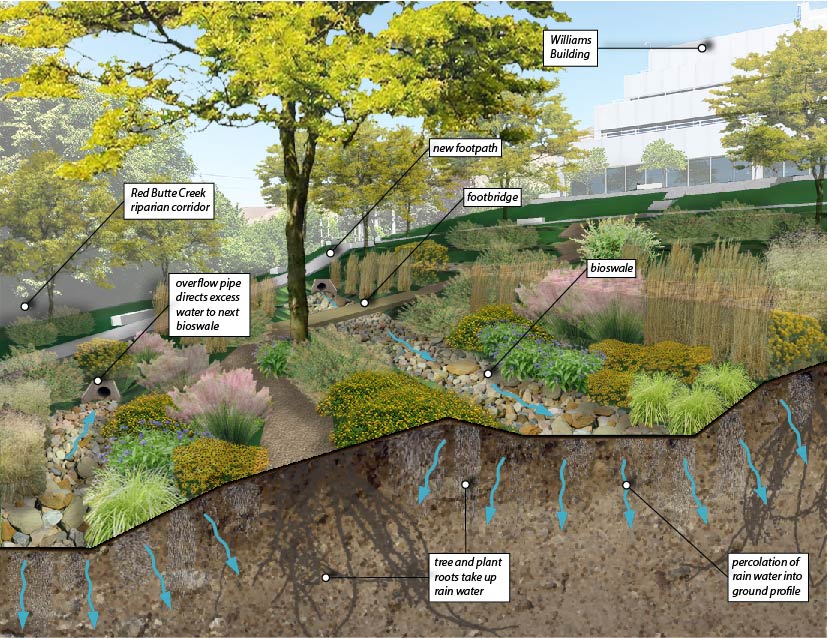 LandscapeLab bioswale diagram 01